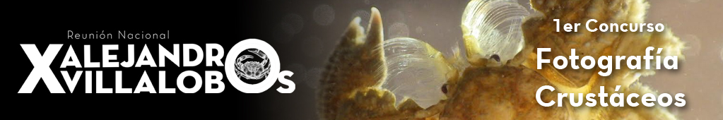 Concurso fotografia